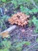 IMG_20160924_163716.jpg
